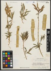 Foto von Salix pycnostachya Andersson